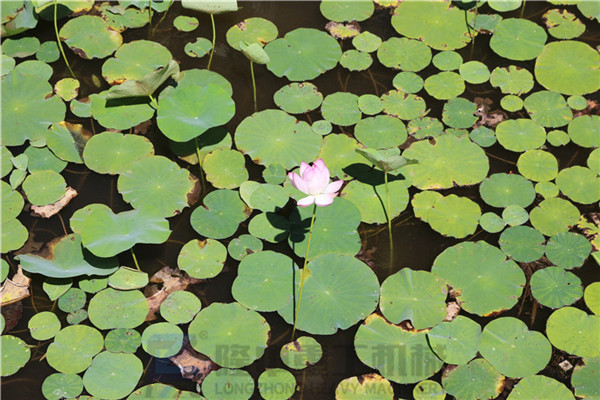 “荷風(fēng)送香氣，竹露滴清響”洛陽隆中重工2019年度員工旅游活動--登封大熊山仙人谷一日游